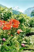 jardin aux verneys 